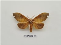 藏品(黃星凹緣天蛾)的圖片